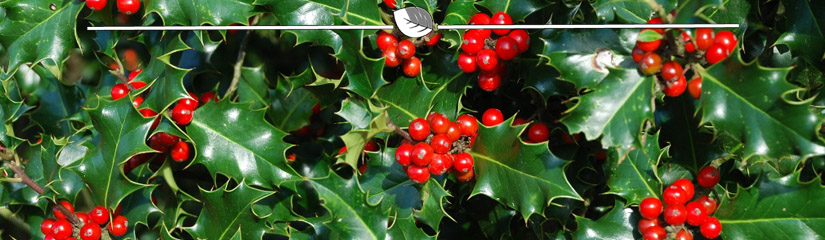 Ilex meserveae Blue Angel - Hulst Blue Angel blad